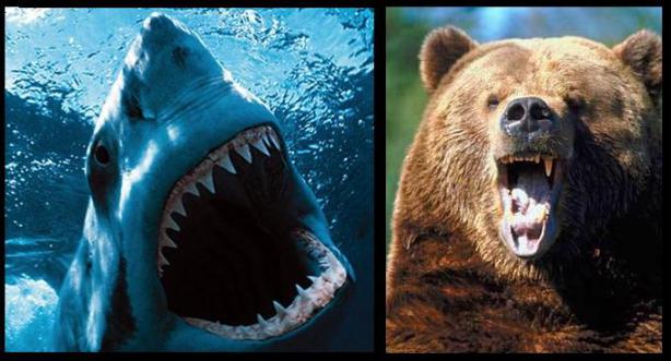 great-white-shark-vs-grizzly-bear