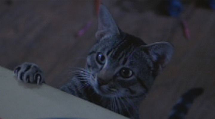 CAT'S EYE (1985) General was played by about 4 cats and they are all phenomenal actors